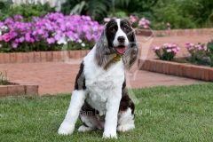 Spaniel - English Springer