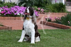 Spaniel - English Springer