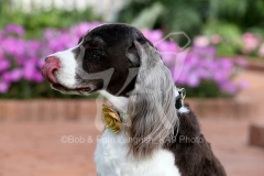 Spaniel - English Springer