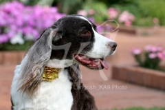 Spaniel - English Springer