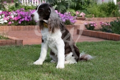 Spaniel - English Springer