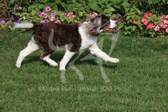 Spaniel - English Springer