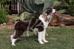 Spaniel - English Springer