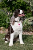 Spaniel - English Springer