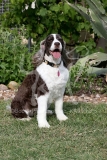Spaniel - English Springer