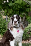 Spaniel - English Springer