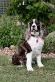 Spaniel - English Springer