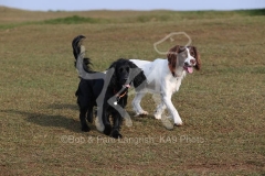 Spaniel - English Springer