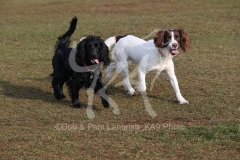 Spaniel - English Springer
