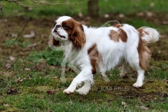 Spaniel - King Charles