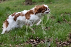 Spaniel - King Charles