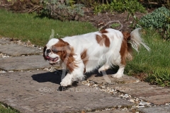 Spaniel - King Charles