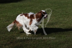 Spaniel - King Charles