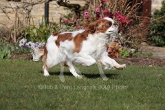 Spaniel - King Charles