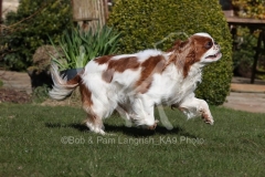 Spaniel - King Charles