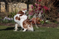 Spaniel - King Charles