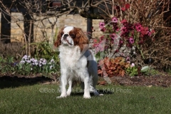 Spaniel - King Charles