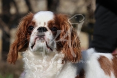 Spaniel - King Charles