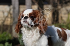 Spaniel - King Charles