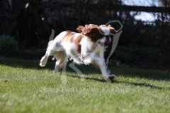 Spaniel - King Charles