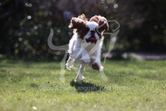 Spaniel - King Charles