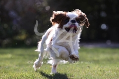 Spaniel - King Charles
