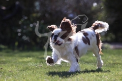Spaniel - King Charles