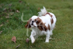 Spaniel - King Charles