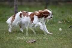 Spaniel - King Charles