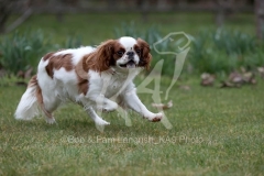 Spaniel - King Charles