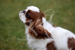 Spaniel - King Charles
