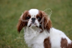 Spaniel - King Charles