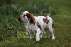 Spaniel - King Charles