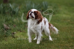 Spaniel - King Charles