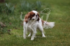 Spaniel - King Charles