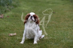 Spaniel - King Charles