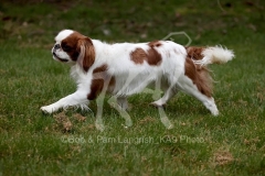 Spaniel - King Charles