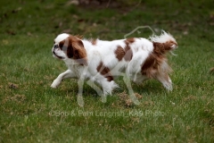 Spaniel - King Charles