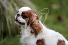 Spaniel - King Charles