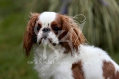 Spaniel - King Charles