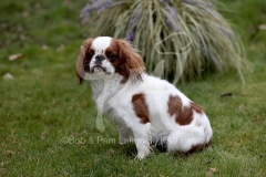 Spaniel - King Charles