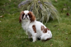 Spaniel - King Charles