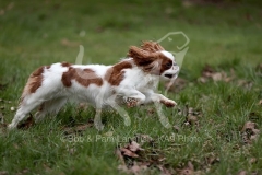 Spaniel - King Charles