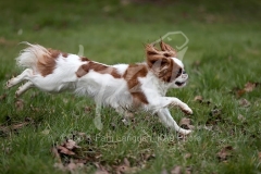 Spaniel - King Charles