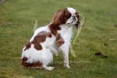 Spaniel - King Charles