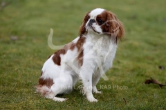 Spaniel - King Charles