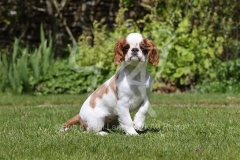 Spaniel - King Charles