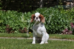 Spaniel - King Charles