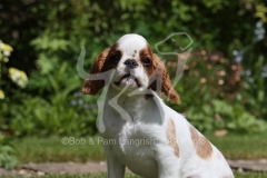 Spaniel - King Charles
