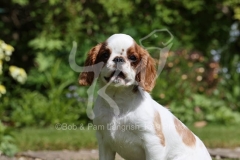Spaniel - King Charles